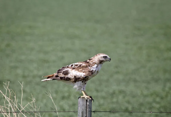 Juvenil Hawk yayında — Stok fotoğraf