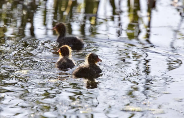 Coot waterhen bebekler — Stok fotoğraf