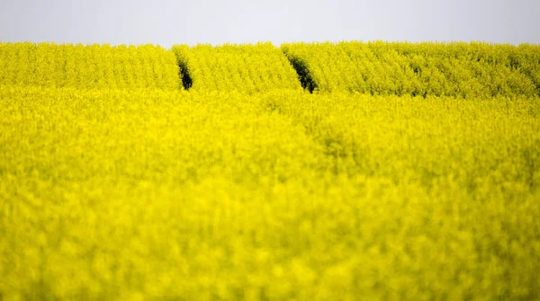 Zemědělská půda Saskatchewan v létě — Stock fotografie