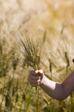 Buğday Saskatchewan Kanada