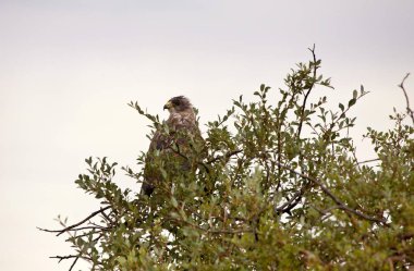 Swainson Hawk Saskatchewan