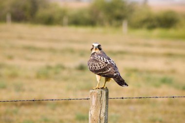 Swainson Hawk Saskatchewan