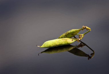 Bezelye ürün hasat 