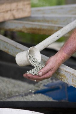 Bezelye ürün hasat 