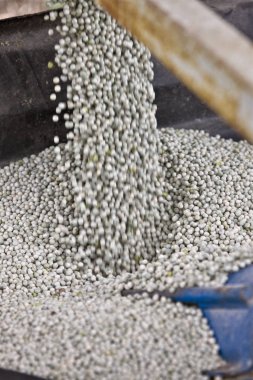 Bezelye ürün hasat 