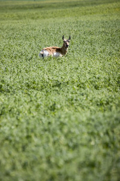 Antelope in Field — Stock Photo, Image