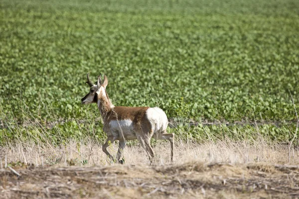 Antílope en el campo —  Fotos de Stock