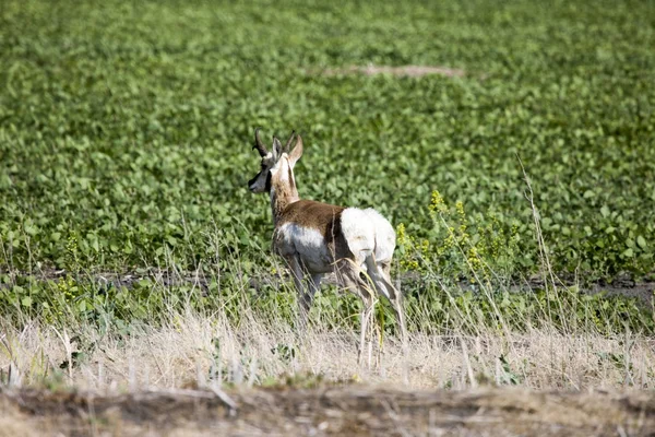 Antelope alalla — kuvapankkivalokuva