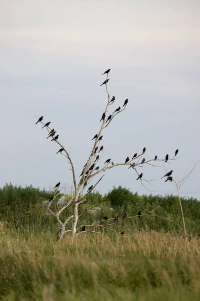 Blackbirds in a tree — Stock Photo, Image