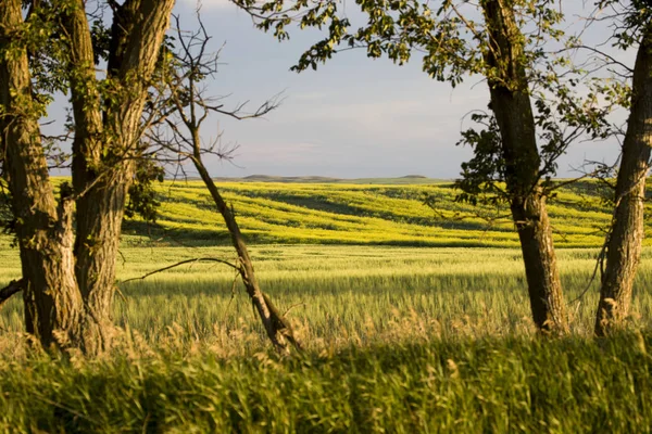 Prairie Scene Saskatchewan — Stock Photo, Image