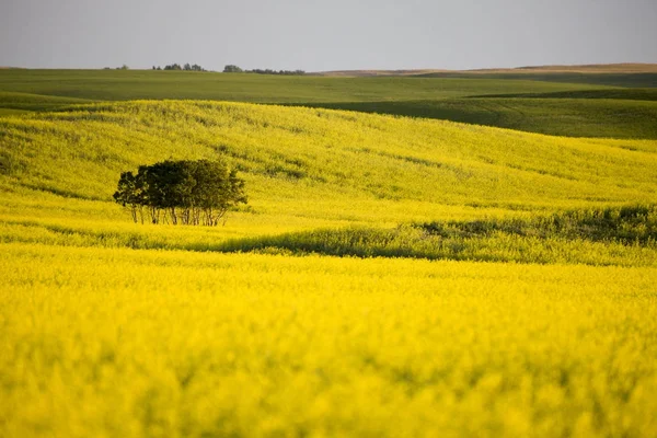 Prairie scène Saskatchewan — Stockfoto