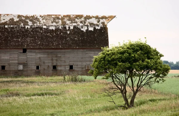 Präriescheune saskatchewan — Stockfoto