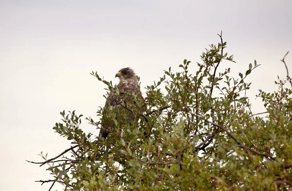 Swainson Hawk Saskatchewan