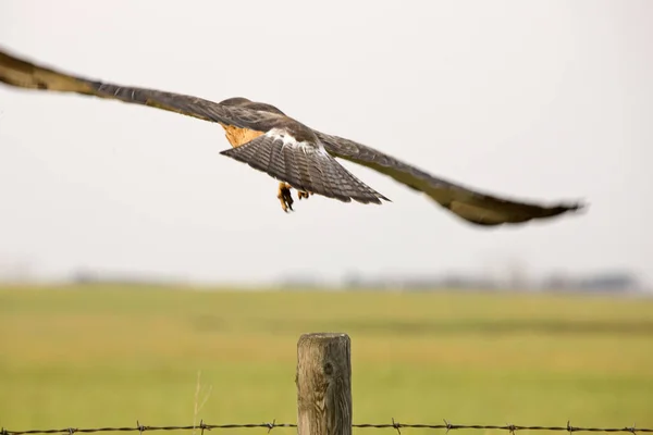 Saskatchewan Swainson Hawk — Fotografia de Stock
