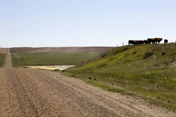 Prairie scen Saskatchewan — Stockfoto