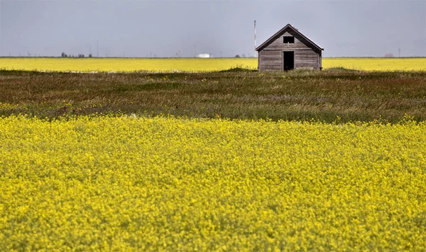 Cena de pradaria Saskatchewan — Fotografia de Stock
