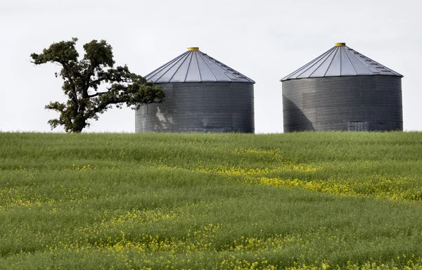 Prairie Scene Saskatchewan — Stock Photo, Image