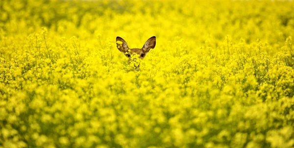 Ελάφι στο πεδίο Canola — Φωτογραφία Αρχείου