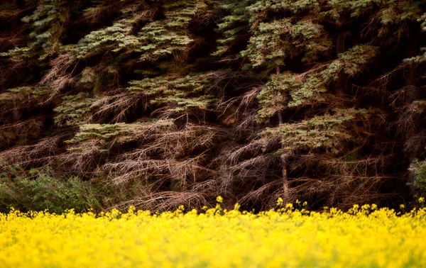 Prärieszene saskatchewan — Stockfoto