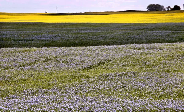 Flor de lino azul — Foto de Stock