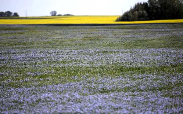 Fiore di lino blu — Foto Stock