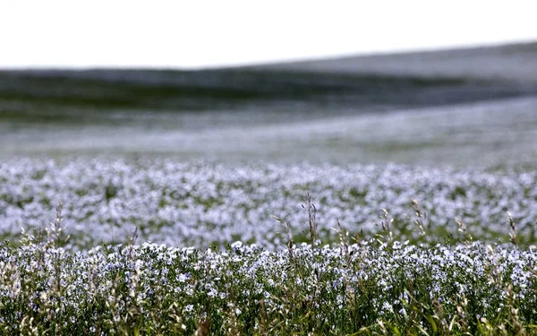 Fiore di lino blu — Foto Stock