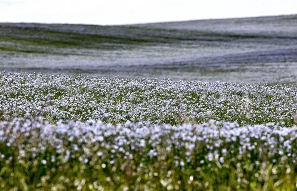 Fiore di lino blu — Foto Stock