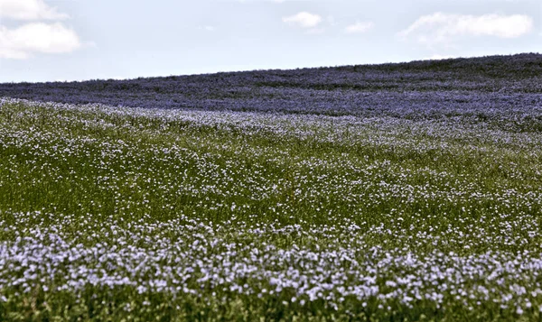 Fiore di lino blu — Foto Stock