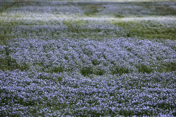 Flor de linho Azul — Fotografia de Stock