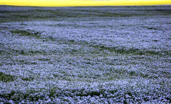Flor de linho Azul — Fotografia de Stock