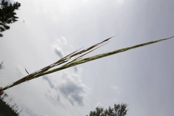 野生稲の収穫サスカチュワン — ストック写真