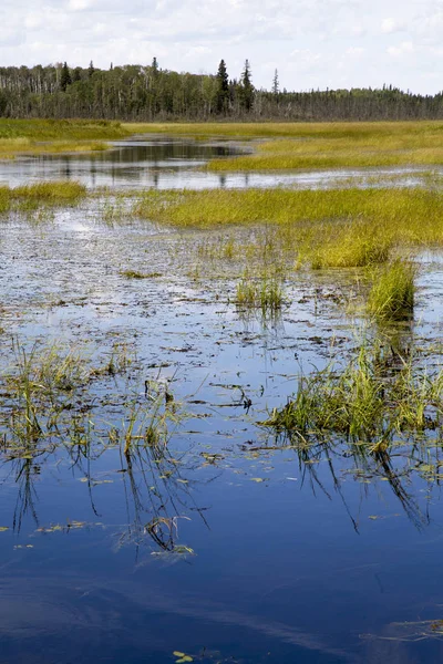 Vildris skörd Saskatchewan — Stockfoto