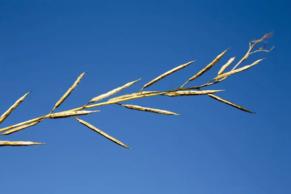 Gorczyca sarepska roślin — Zdjęcie stockowe