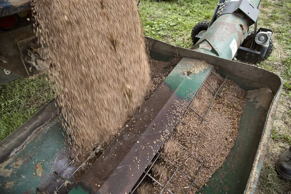 Harvest Lentils Canada — Stock Photo, Image