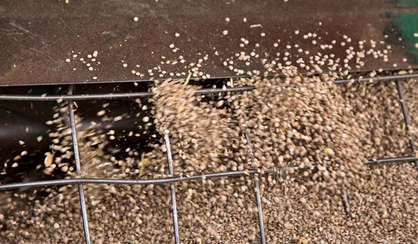 Harvest Lentils Canada — Stock Photo, Image