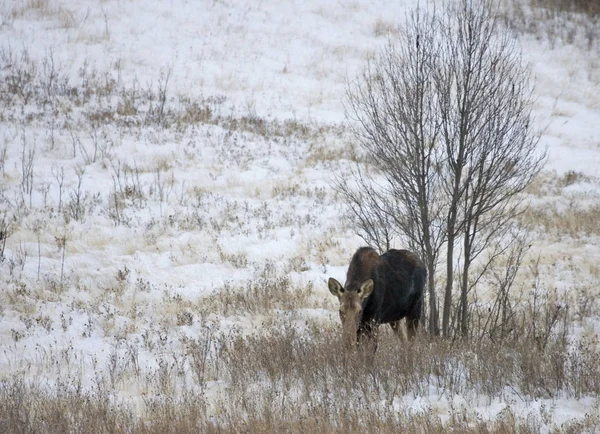 Prairie Moose Canada — Stock Photo, Image