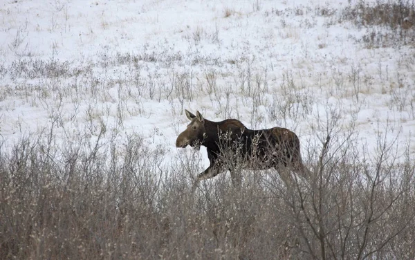 Prairie Moose Canada — Stockfoto