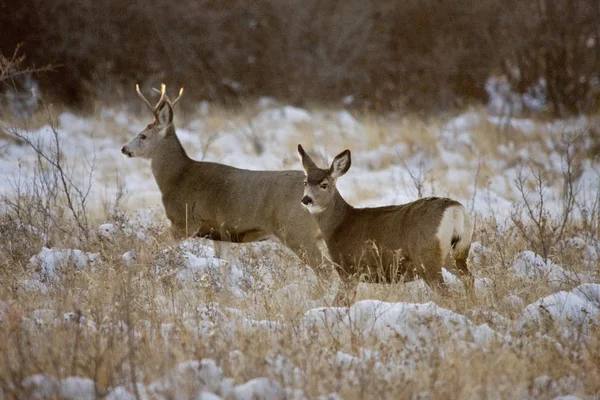 Cerf des prairies en hiver — Photo