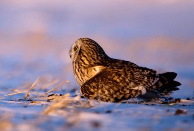 Kısa kulaklı baykuş yaralı