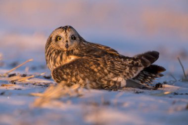 Kısa kulaklı baykuş yaralı