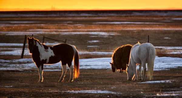 Chevaux au coucher du soleil — Photo