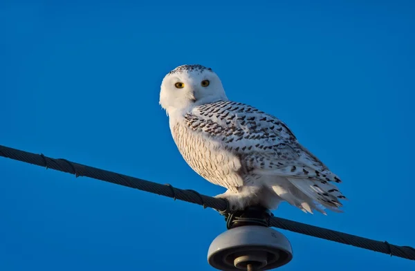 Schneeeule auf Stange — Stockfoto