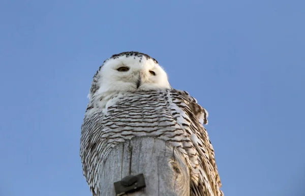 Schneeeule auf Stange — Stockfoto