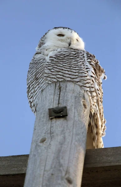 Schneeeule auf Stange — Stockfoto