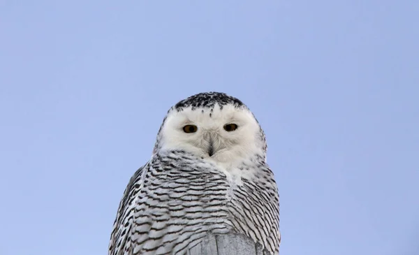 Schneeeule auf Stange — Stockfoto