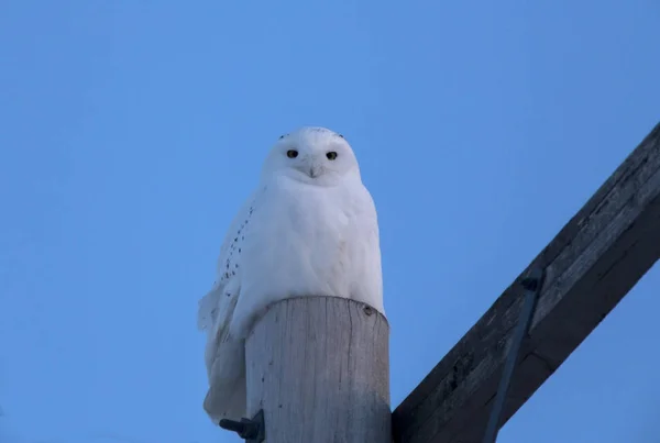 Schneeeule auf Stange — Stockfoto