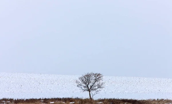 Arbre solitaire en hiver — Photo