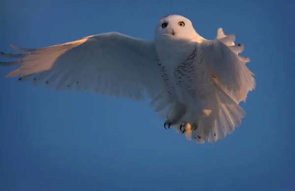 Gufo delle nevi in volo — Foto Stock