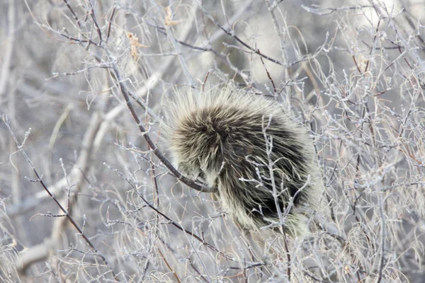 Porcupine Bush d'hiver — Photo