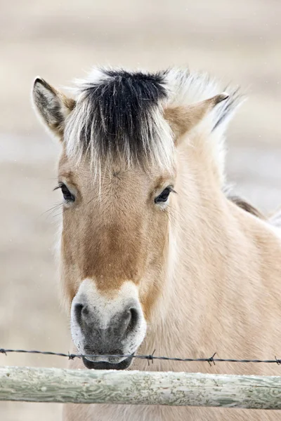 Klacz koń z bliska — Zdjęcie stockowe